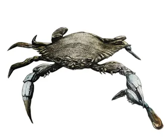 A crab holds its leg.